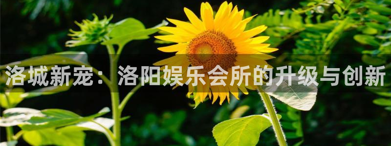 门徒平台：洛城新宠：洛阳娱乐会所的升级与创新